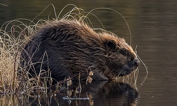 beaver